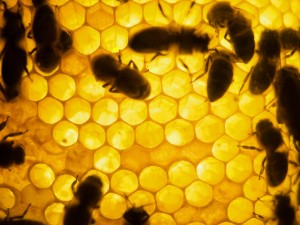 Farming Honey for Food Storage: How to Choose Your First Hive