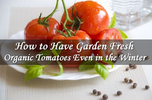 How to Have Garden Fresh Organic Tomatoes Even in Winter
